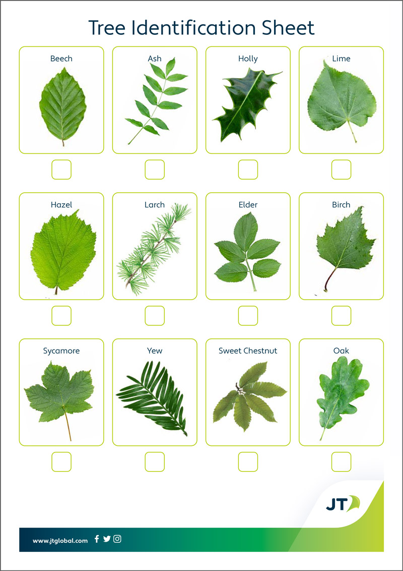 Tree Identification Sheet
